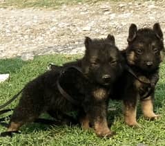 top quality German shepherd puppies for sale