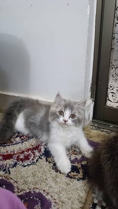 Triple coated Persian Kittens Male 3 months old