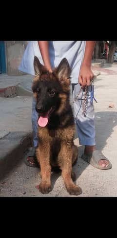 doag babe