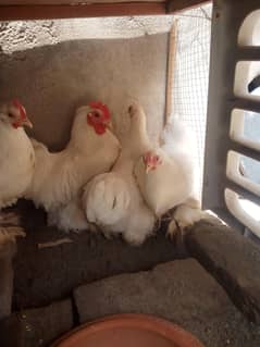 3 female 1 male