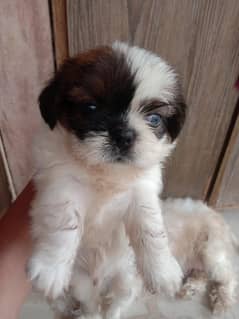 Shihtzu