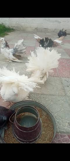 jumbo size americn pairs