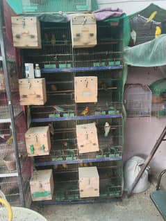 love birds complete setup with cage