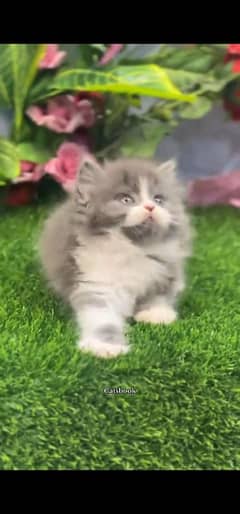 blue eyes white Persian kitten|Triple long coat |WhatsApp. 03250387943