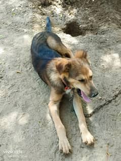 German Shepherd / Alsatian x Bhagyari Kutta 5 Month Puppy