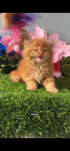 blue eyes white Persian kitten|Triple long coat |WhatsApp. 03250387943