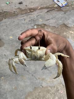 Atlantic Ghost Crab