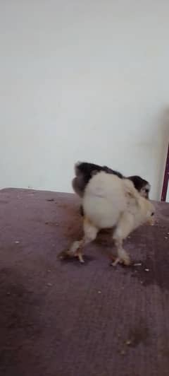 silky chicks. golden heavy buff chick. banatam chick and cage