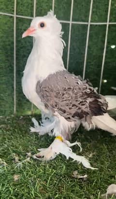 classic quality frillback breeder pair