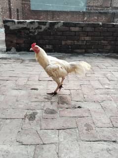 aseel Heera mail