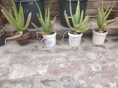 aloe vera plants for sale