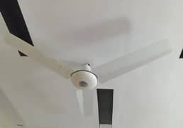 Royal Ceiling fan pure copper winding