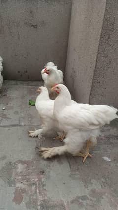 White Buff