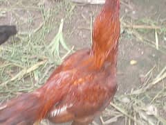 aseelmiawali