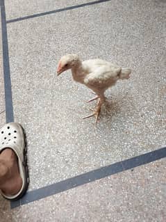 aseel heera and Thai  cross chick 50+ and blind white male barri walla