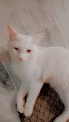 male cat