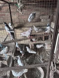 Low, High flyer and fancy pigeons for sale