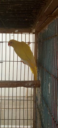 breeder Female 3 4 ki avrege hain