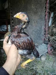 Aseel