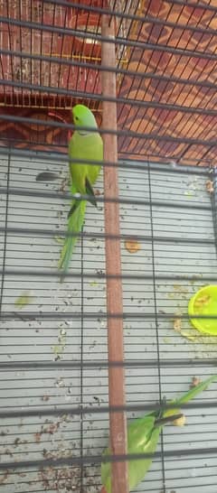 breeder pair 200% with cage. 0/3/3/9/0/9/0/2/0/2/5