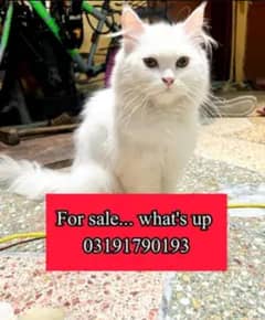 Persian