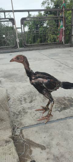 Aseel chicks