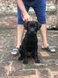 Labrador puppy