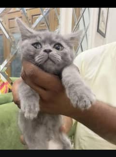 import British short hair kitten. 0313 4935014