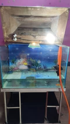 fishtank with 4 fishes