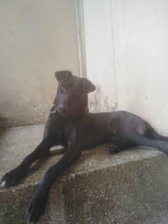 Black labra pointer cross
