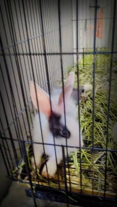 Rabbits