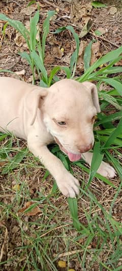 American Pitbull 1 female available