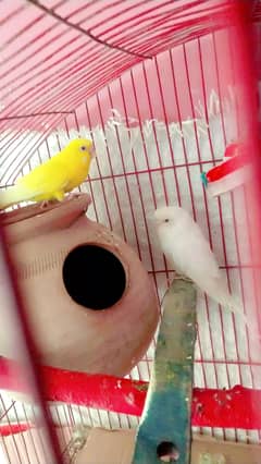 Australian red eyes parrot under size