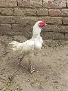 Aseel