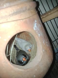 Finches breeder pair