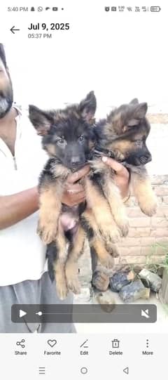 2 puppy for sale