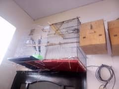 Cages iron with parrots
