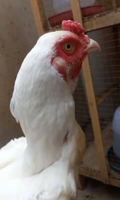 Heera