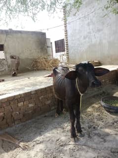 katti