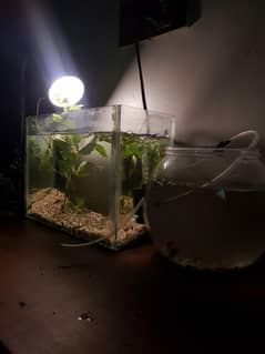 URGENT FISH SALE 