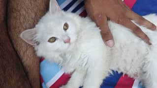 Persian