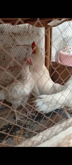 hera pair for sale 2 madiyan 1 male