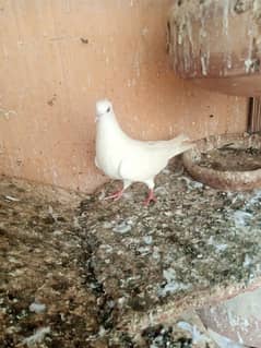wehshi breed