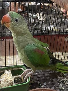 Pahari talking parrot ring neck