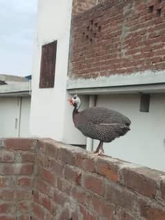 partridge