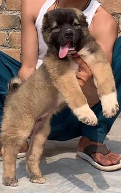 king Turkish kangal dabal hadi havey bone Structure security for sale