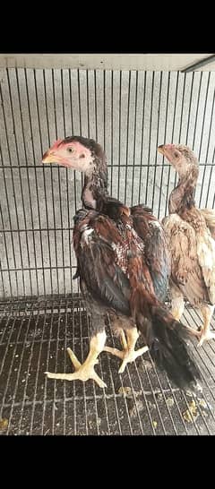 Japanese shamo / chicks / hens / murga / Aseel / eggs / male / female