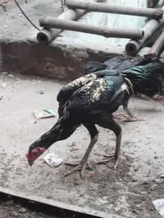 اصیل برمی پکوئے