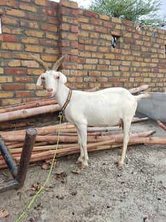 Bakri for sale