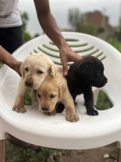 Labradour puppy available strong bloodline
